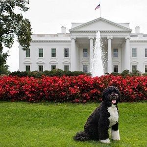 white house bo