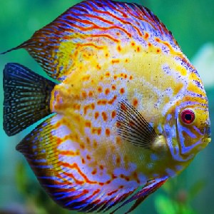 fish 5