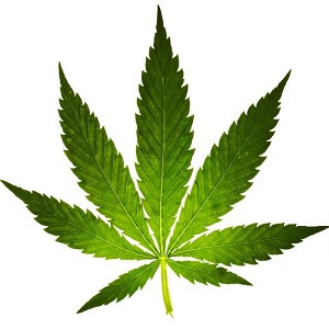 plant 2