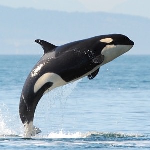 whale 1