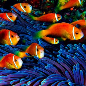 fish 6