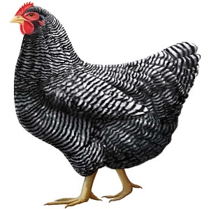 chicken 4