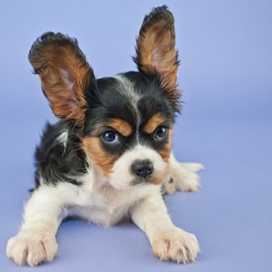 puppy-8