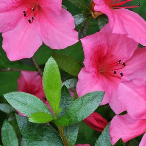 flowers-5