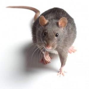 rat-4