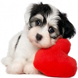 puppy-10